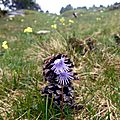 soldanelle-05
