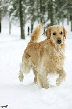 hiver chien