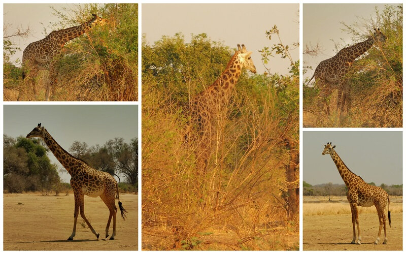 girafes