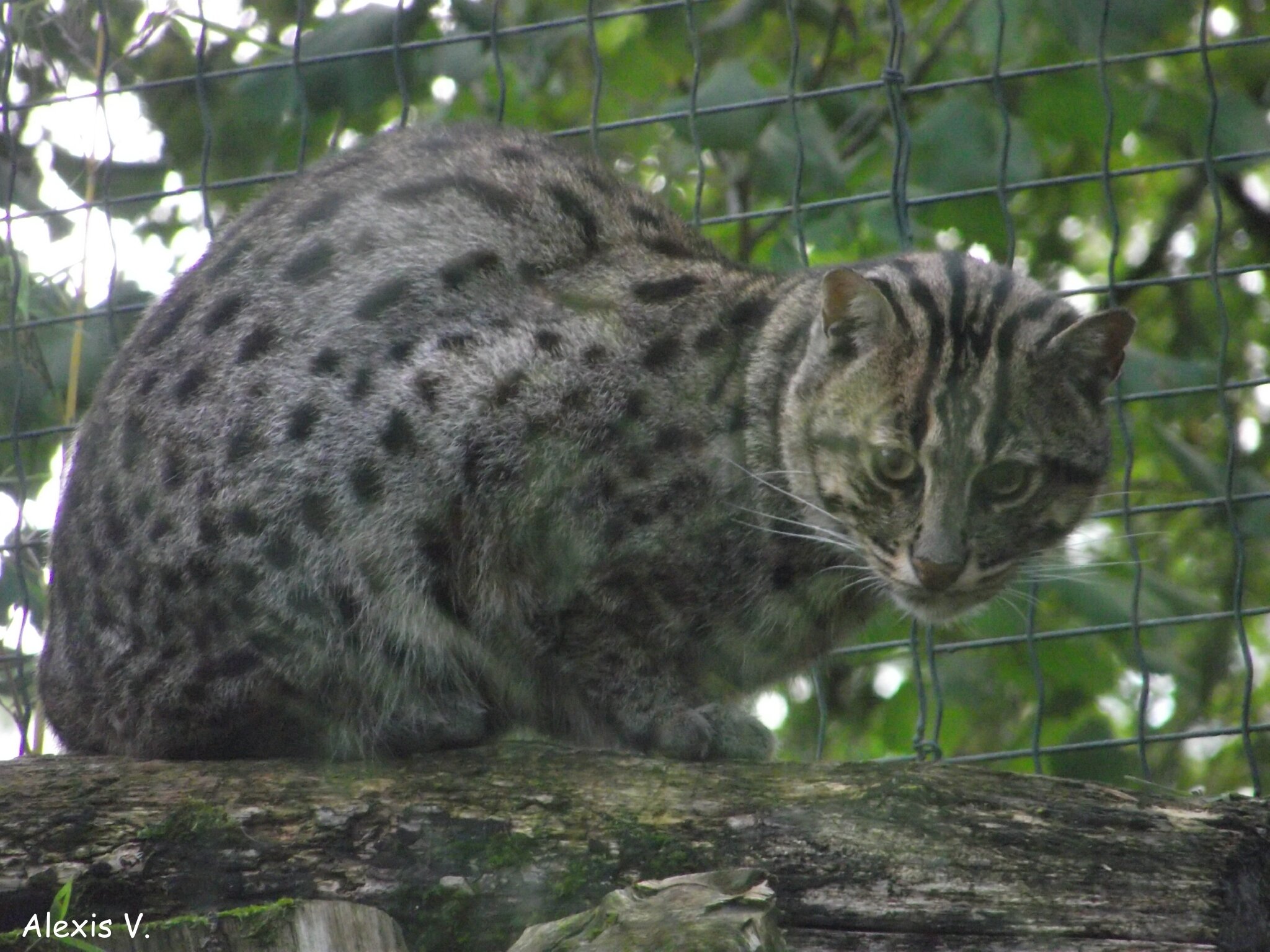 Le Chat Pecheur Zootographe Blog Non Officiel Du Zooparc De Beauval