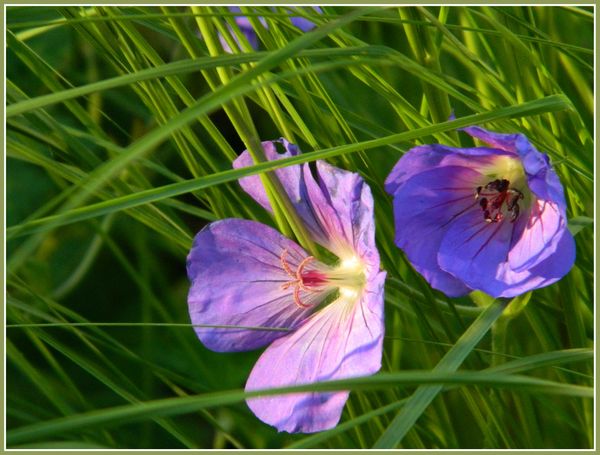 DSCN4496a