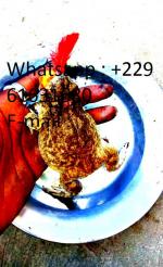 131137583