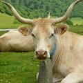 Biodiversité domestique : la fondation du patrimoine récompense trois races du sud-ouest 