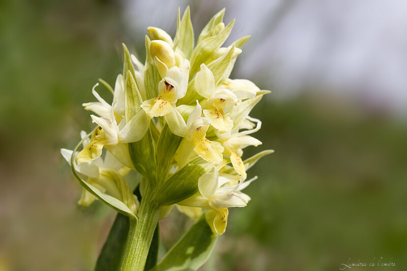 wb_Orchis jaune gp_20180514_2590