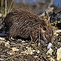 Les rats musqués sont d'excellents apnéistes !