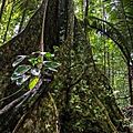 arbre_remarquable_SAUL