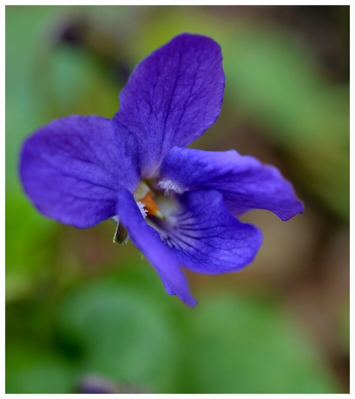 DSC_0564a