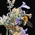 Bourdon des champs • Bombus pascuorum • famille des Apidae
