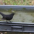 IMG_0187 - Copie