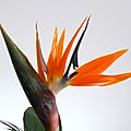 oiseau de paradis (strelitzia reginae)