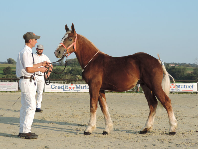 Jump du Boncoin - 19 Septembre 2020 - Concours des Etalons Boulonnais - Samer (62) - 1er (1 an (livre B))