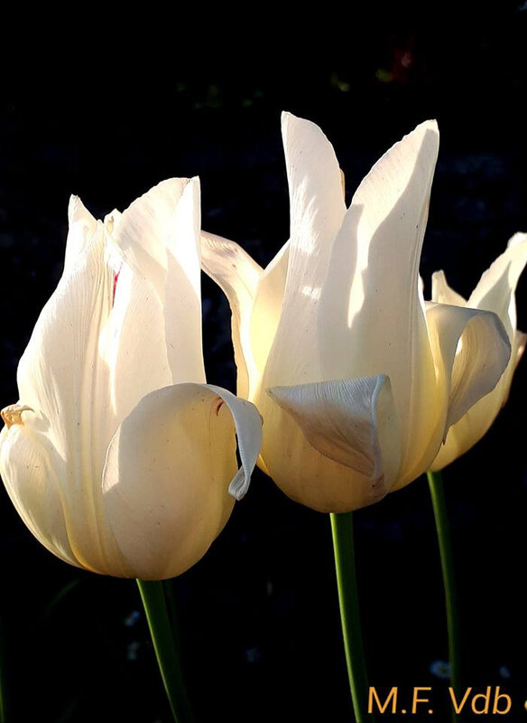 tulipe ensoleillée