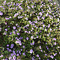 _DSC0035