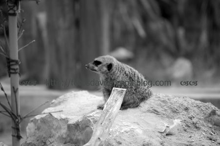 suricate_nb