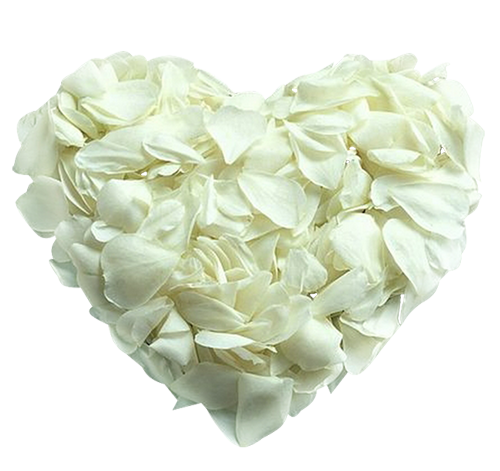 coeur pétales de roses blanches