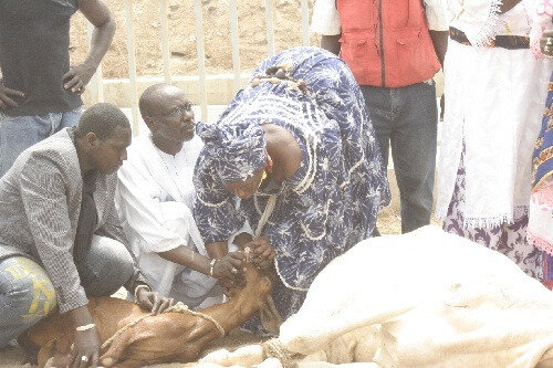 Reine sica et Sacrifice Travaux PASCALE