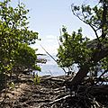 mangrove-presquile-de-la-caravelle-martinique-1024x683