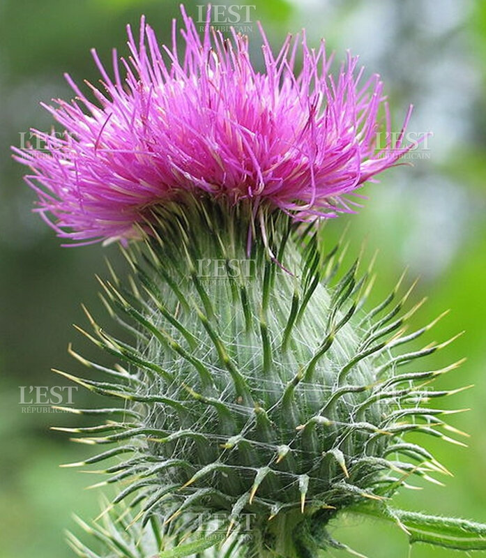 le-chardon-embleme-de-l-ecosse-1433506900