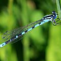 IMG_3477 - Copie