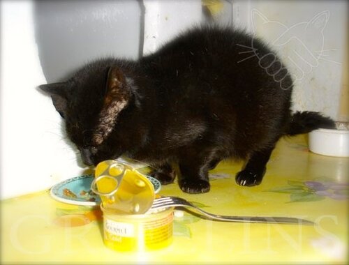 Grif Explique Une Fenetre A Oscillo Battant Peut Etre Mortelle Pour Un Chat L Histoire De Nenette Grifelins