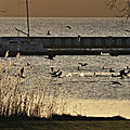 IMG_1985 - Copie