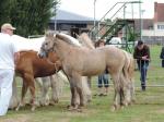 Japlou de Terwan, poulain AraboBoulonnais de Barok du Vallois et Toscane du Marais, né le 22 février - 14 Juillet 2019 - Concours Chevalin d'Arneke (59)