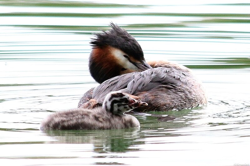 grebepoussin10
