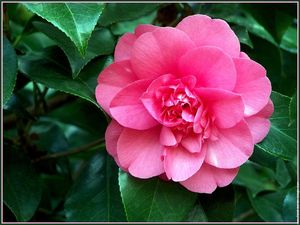 camelia_08