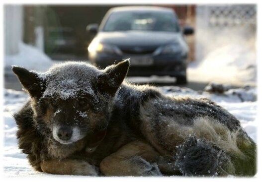 chienfroid