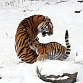 Chine - le lent retour du tigre de sibérie