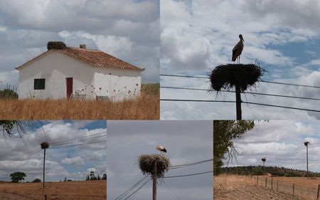 Cigognes