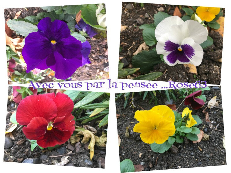 Avec vous par la pensée Rose63