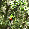 P1020207 - Copie