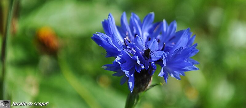 Bleuet