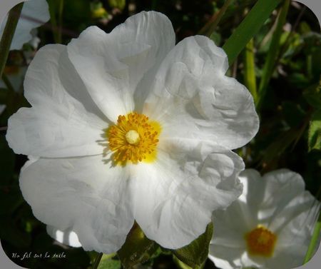j_ai_descendu_ds_mon_jardin_9_phf