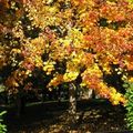 photo automne2
