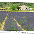 Couleurs de Provence-Les lavandes