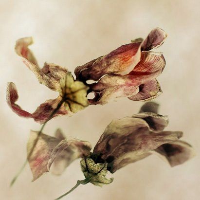 Violette