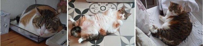 minette