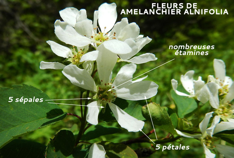 amelanchier-alnifolia-fleurs
