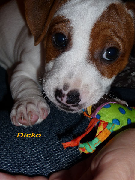 6 Semaines Le Blog De Dicko Chiot Jack Russel