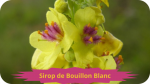 22 MOLENESirop de Bouillon Blanc-modified