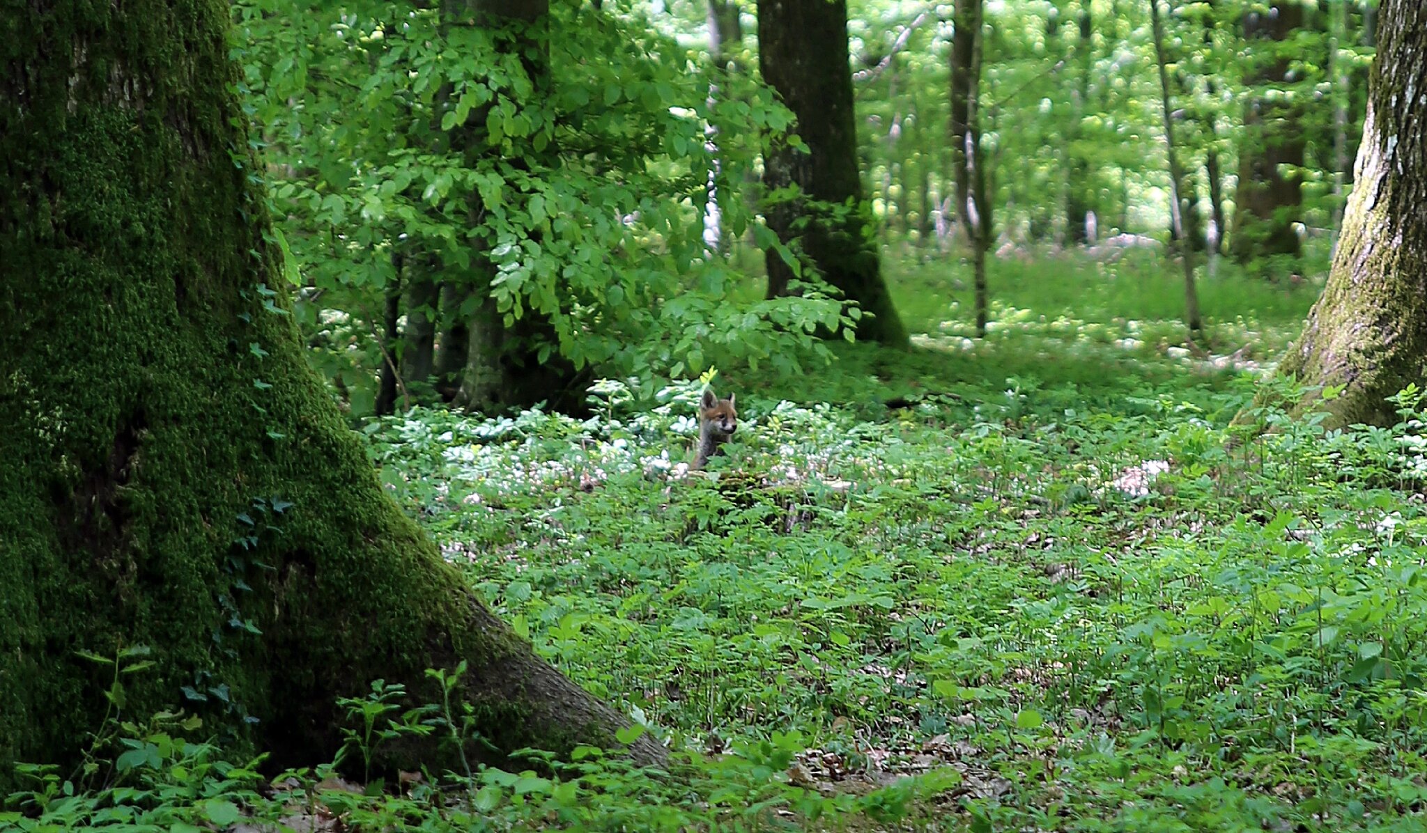 rencontre dans la nature