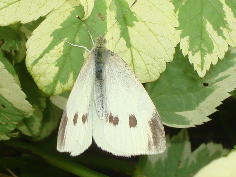 Piéride du chou Cabbage White Photo de Insectarium Une épagneule raconte... Piéride du chou Cabbage White Photo de Insectarium Une épagneule raconte...