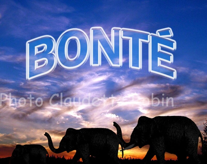 CR-122 - Famille éléphants