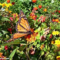 Danaus-plexippus • Monarque • Famille des Danaidae