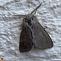 Le papillon mâle a une livrée grise et sa femelle est en blanc...