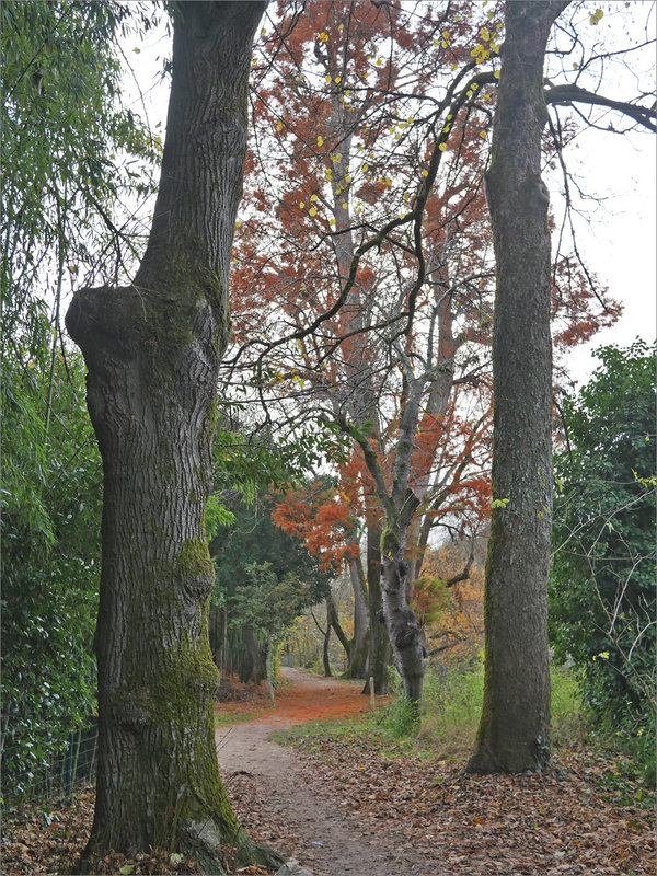 Arres cyprès chauve élagueur 061221