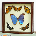 Collection ... papillons naturalisés * 6 papillons 