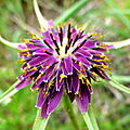 salsifis (tragopogon porrifolius)